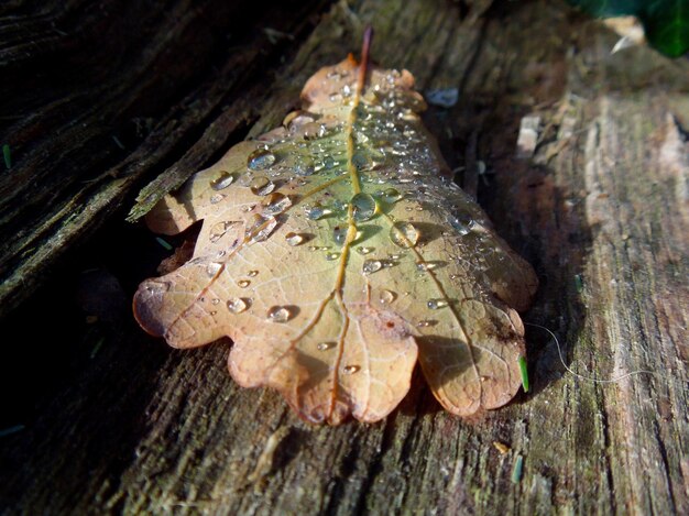 Close-up of raindrops on dry leaves