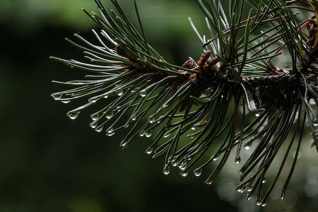 Foto prossimo piano delle gocce di pioggia sull'albero di abete