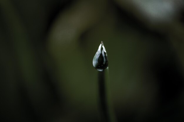 花の芽の上の雨滴のクローズアップ