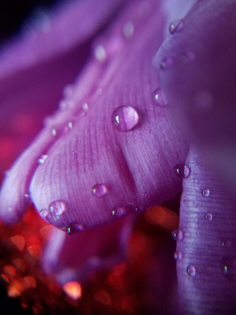 Close-up of raindrops on flower