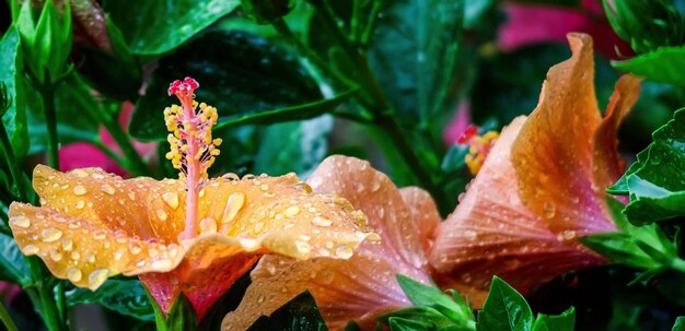 Photo close-up of raindrops on flowering plant