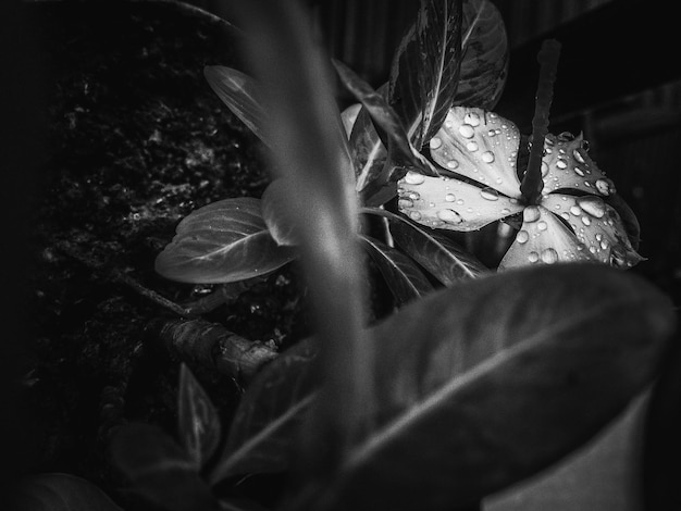 Foto close-up di gocce di pioggia su piante da fiore