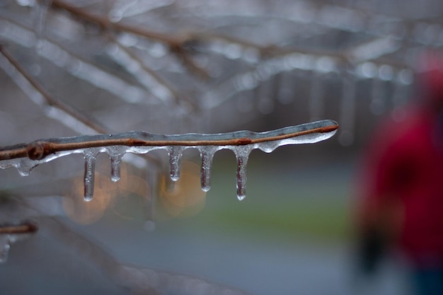 Photo close-up of raindrops on frozen plant