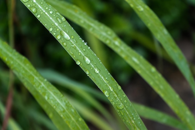 草の上の雨滴のクローズアップ