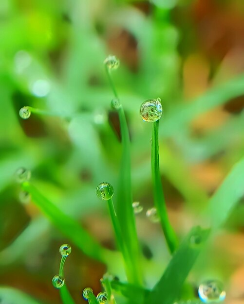 Foto close-up di gocce di pioggia sull'erba