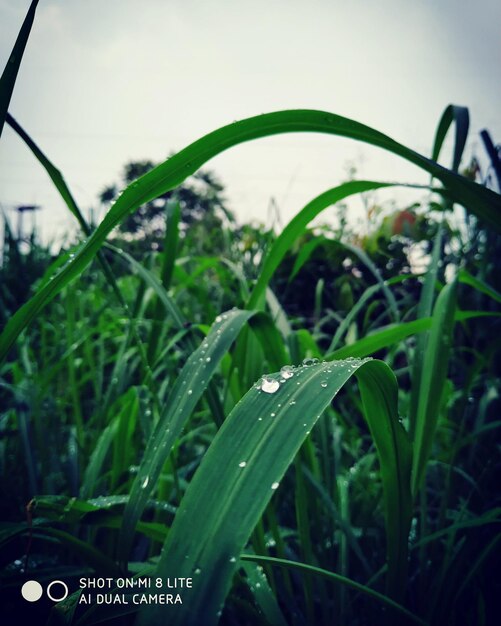 Close-up of raindrops on grass