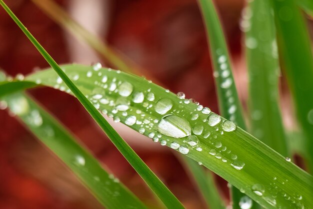 Close-up of raindrops on grass