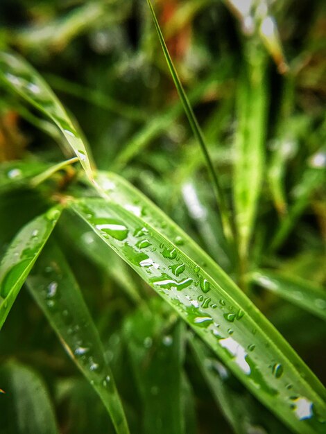 Close-up of raindrops on grass