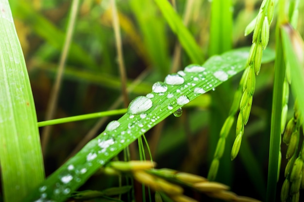 Foto close-up di gocce di pioggia sull'erba