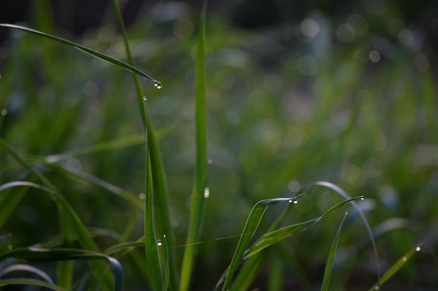 草の上の雨滴のクローズアップ