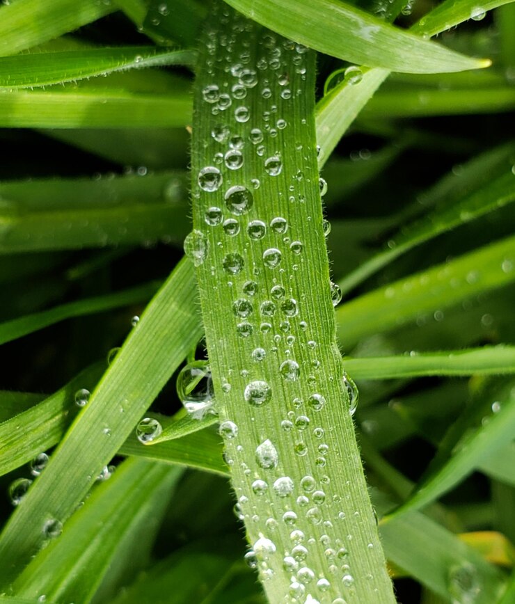 Photo close-up of raindrops on grass
