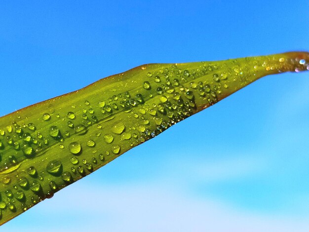 Close-up of raindrops on green leaf