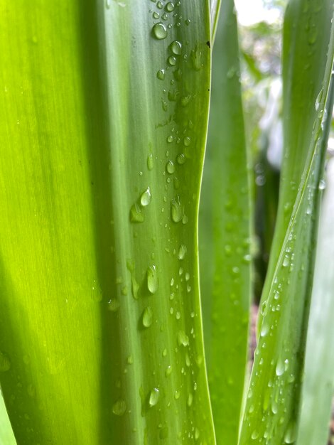 Close-up of raindrops on green leaf