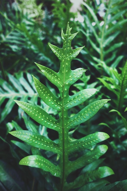 Photo close-up of raindrops on green leaf