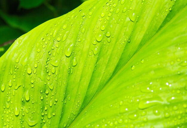 Close-up of raindrops on green leaves during rainy season