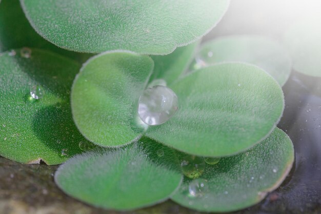 Close-up of raindrops on green leaves