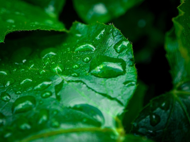 Close-up of raindrops on green leaves