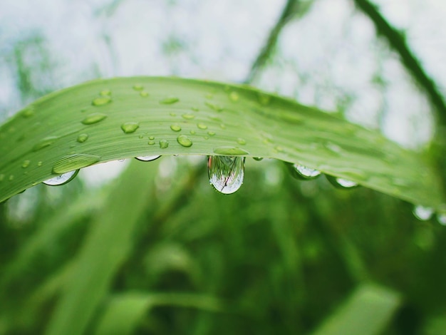 Close-up of raindrops on green leaves