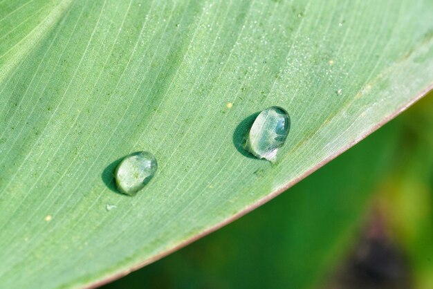 Close-up of raindrops on green leaves