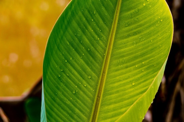 Close-up of raindrops on green leaves