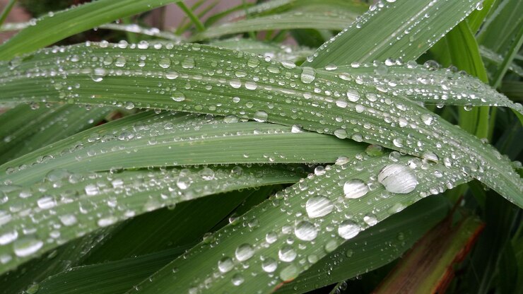 Photo close-up of raindrops on green leaves