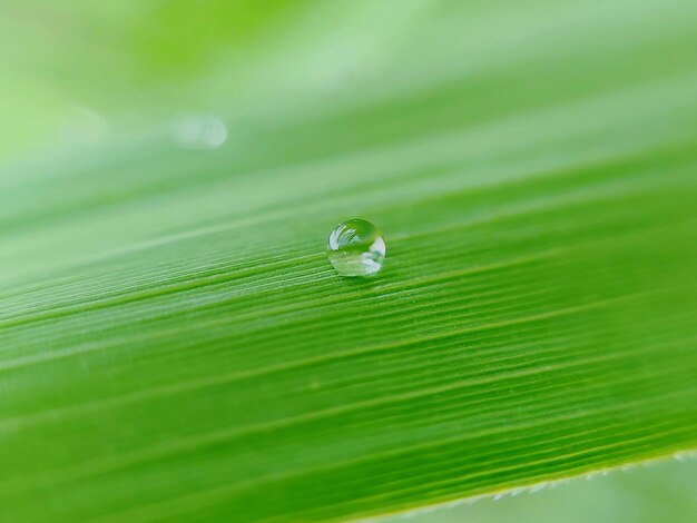 Photo close-up of raindrops on green leaves