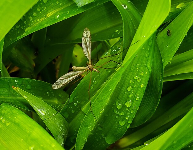 Close-up of raindrops on green leaves