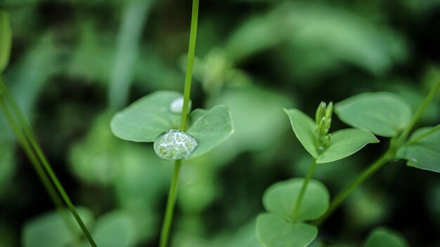 Close-up of raindrops on green leaves