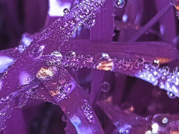 Close-up of raindrops on ice