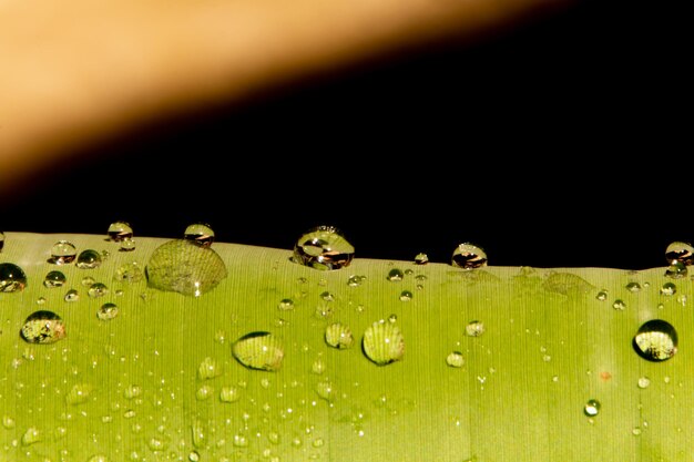 Close-up of raindrops on leaf against black background