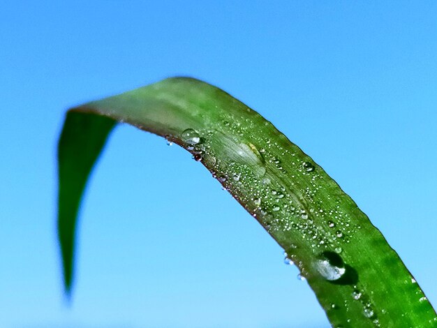 Close-up of raindrops on leaf against blue sky