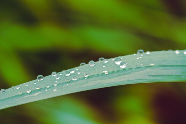 Close-up of raindrops on leaf