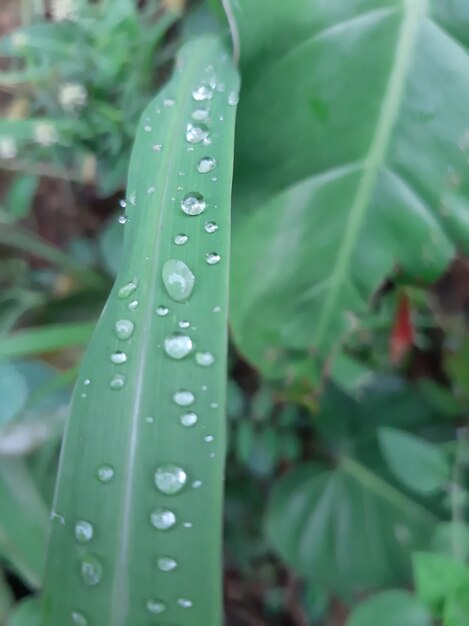 Close-up of raindrops on leaf