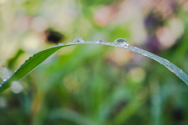 葉の上の雨滴のクローズアップ