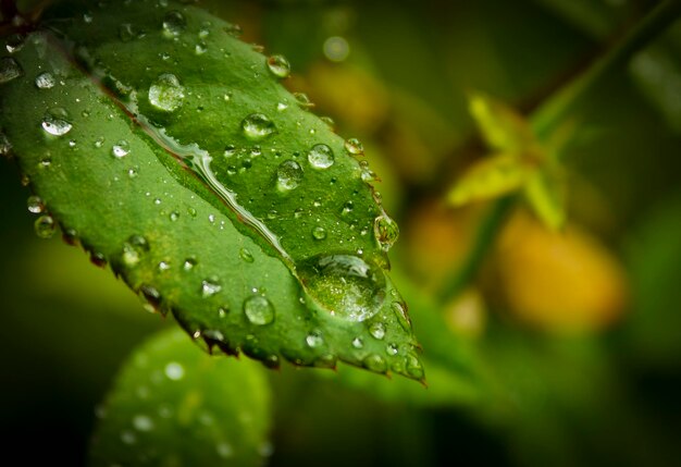 Photo close-up of raindrops on leaf