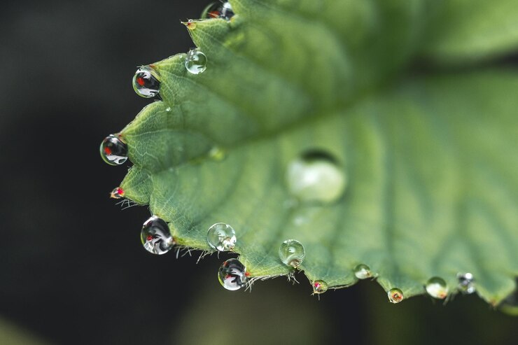 Photo close-up of raindrops on leaf