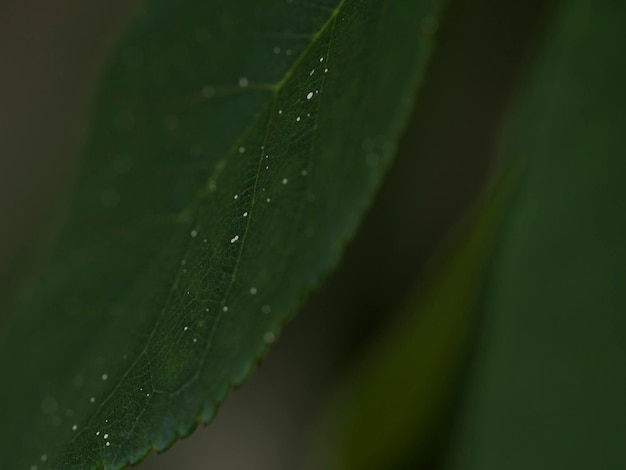 Photo close-up of raindrops on leaf