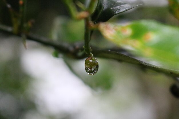 葉の上の雨滴のクローズアップ