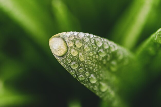 Close-up of raindrops on leaf