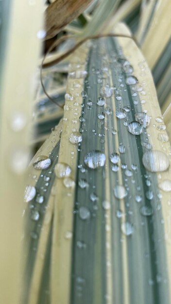 Photo close-up of raindrops on leaf