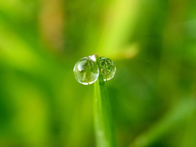 Close-up of raindrops on leaf