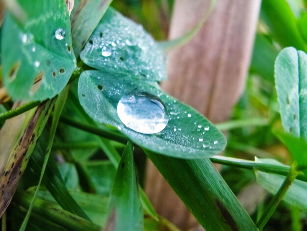 Close-up of raindrops on leaf