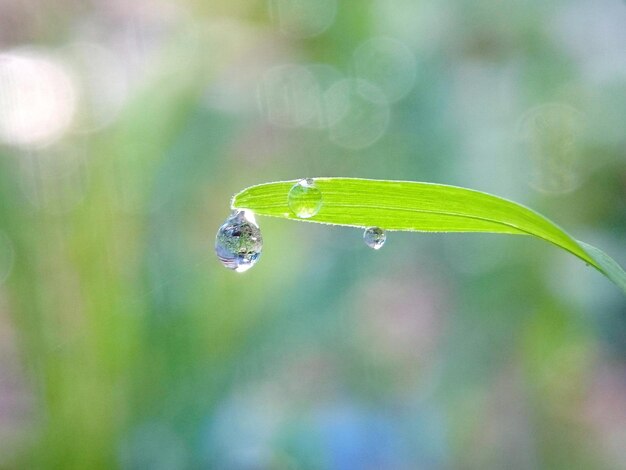 Close-up of raindrops on leaf