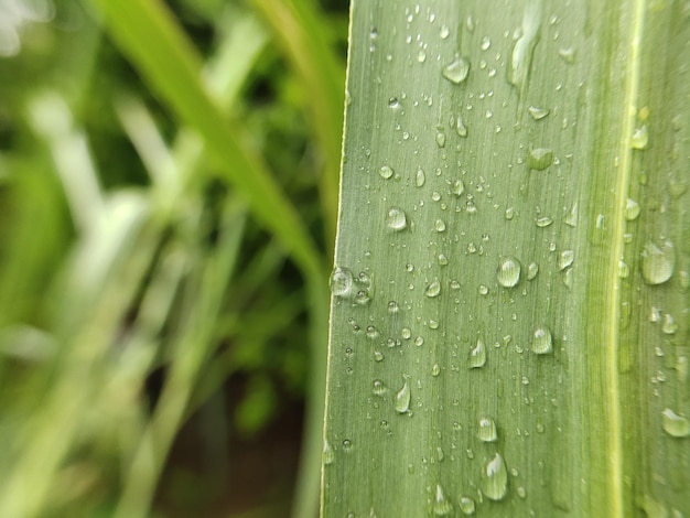 葉の上の雨滴のクローズアップ