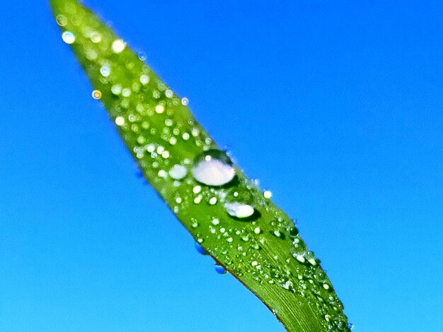 Close-up of raindrops on leaf