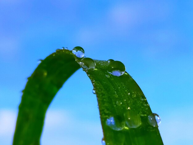 Close-up of raindrops on leaf