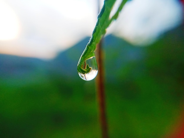 Photo close-up of raindrops on leaf