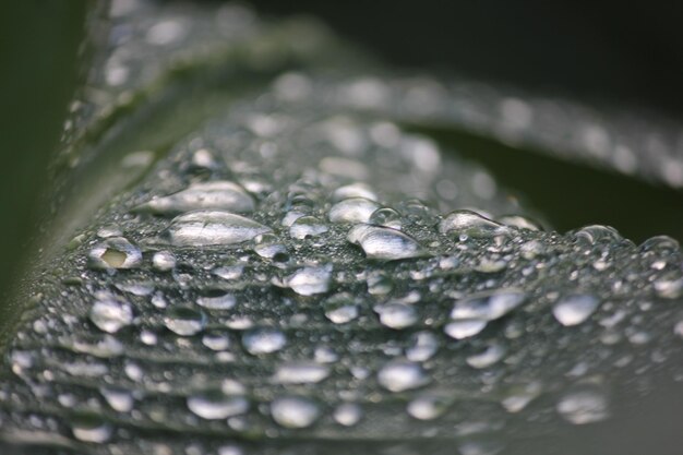 葉の上の雨滴のクローズアップ