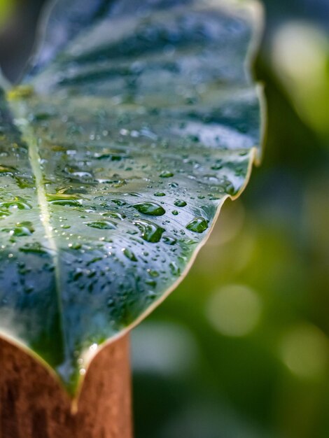 Foto prossimo piano delle gocce di pioggia sulla foglia