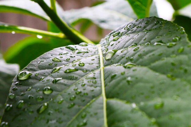 Photo close-up of raindrops on leaf